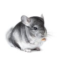 Gray small chinchilla eating Royalty Free Stock Photo