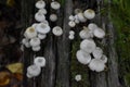 Gray Clustered Bonnet Fungi on Dead Log