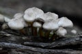 Gray Clustered Bonnet Fungi on Dead Log