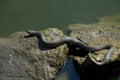 Gray snake on the stone