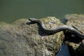 Gray snake on the stone