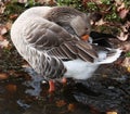 Gray Snow Goose in lake fluffing feathers