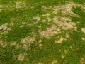 Gray snow mold a common turf fungus also called fusarium patch or Microdochium nivale