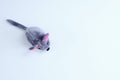 Gray soft mouse toy on white background. View from above
