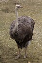 Gray Ostrich Royalty Free Stock Photo