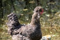 Gray speckled hen with tuft. Domestic bird