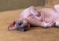 Gray sphinx cat Royalty Free Stock Photo