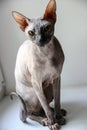 Gray sphinx cat sits on a white window sill Royalty Free Stock Photo