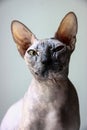 Gray sphinx cat sits on a white window sill Royalty Free Stock Photo