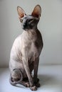 Gray sphinx cat sits on a white window sill Royalty Free Stock Photo