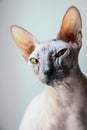Gray sphinx cat sits on a white window sill Royalty Free Stock Photo
