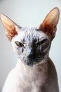 Gray sphinx cat sits on a white window sill Royalty Free Stock Photo