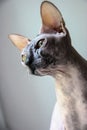 Gray sphinx cat sits on a white window sill and looks into the frame Royalty Free Stock Photo