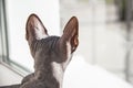 Gray sphynx hairless kitten, anti-allergenic cat, pet looking somewhere in front. Back view of beautiful cat with hairless skin Royalty Free Stock Photo