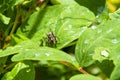Gray spider on a green leaf