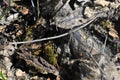 Gray spider hide in dark rotten leaves, background
