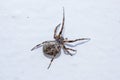 Gray spider sits on surface Royalty Free Stock Photo