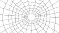Gray spider web