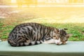 Gray spotted cat sleeps on an open green wooden chair in a park with green nature on a sunny day Royalty Free Stock Photo