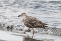 gray spotted gull walking on the beach against water background.