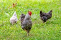 Gray spotted rooster and chickens in the garden of the farm on the grass looking for food Royalty Free Stock Photo