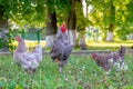 Gray spotted rooster and chickens in the garden of the farm on the grass looking for food Royalty Free Stock Photo