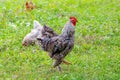 Gray spotted rooster and chickens in the garden of the farm on the grass looking for food Royalty Free Stock Photo