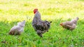 Gray spotted rooster and chickens in the garden of the farm on the grass looking for food Royalty Free Stock Photo