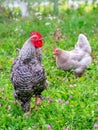 Gray spotted rooster and chickens in the garden of the farm on the grass looking for food Royalty Free Stock Photo