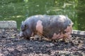 Gray spotted Vietnamese pig on a farm in a swamp. Breeding of pigs_