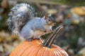 Eastern Gray Squirrel sits on Pumpkin Royalty Free Stock Photo