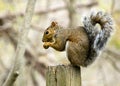 Gray Squirrel