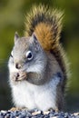 Gray squirrel