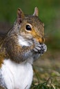 Gray Squirrel Royalty Free Stock Photo