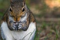 Gray Squirrel Royalty Free Stock Photo