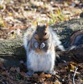 Gray Squirrel