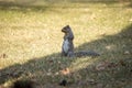 Gray squirrel in a back yard looking at the camera Royalty Free Stock Photo