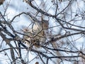 Acrobatic Gray Squirrel Reaching for a Berry