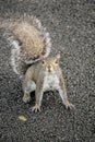 Gray Squirrel begs for another peanut. Royalty Free Stock Photo