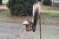 Gray Squirrel on bird feeder Royalty Free Stock Photo