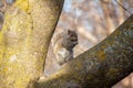 Gray squirrel in a cherry tree looking at the camera Royalty Free Stock Photo