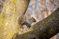 Gray squirrel in a cherry tree looking at the camera Royalty Free Stock Photo