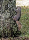 Gray Squirrel climbs on the side of a tree. Royalty Free Stock Photo