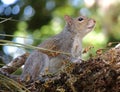 Gray Squirrel