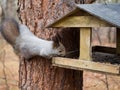 Gray squirrel descended the tree trunk to the feeder Royalty Free Stock Photo