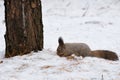 Gray squirrel digging in the snow in search of food, wildlife forest Royalty Free Stock Photo