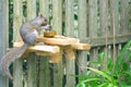 A gray squirrel eating at a backyard wooden picnic table Royalty Free Stock Photo