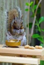 A gray squirrel eating at a backyard wooden picnic table for squirrels Royalty Free Stock Photo