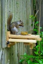 A gray squirrel eating at a backyard wooden picnic table for squirrels Royalty Free Stock Photo