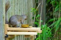 A gray squirrel eating at a backyard wooden picnic table for squirrels quirrels and birds mounted on a garden fence Royalty Free Stock Photo